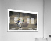 Life in Sync Acrylic Print