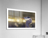 Golden Great Blue Acrylic Print