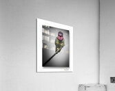 Focused Annas Hummingbird Acrylic Print