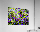   Abstract Vibrant Crocuses                                                    Acrylic Print