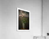  44A2698 Acrylic Print