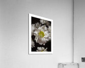 1Q8A1297 Acrylic Print