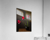 1Q8A7535 Acrylic Print