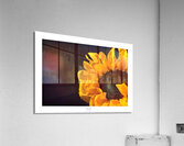 1Q8A1131 Acrylic Print
