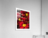 1Q8A1105 Acrylic Print