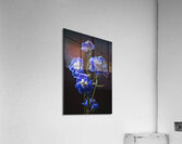 044A3439 Acrylic Print