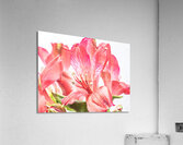 044A3497 Acrylic Print