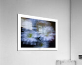 1Q8A1070 Acrylic Print
