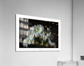 1Q8A1161 Acrylic Print