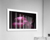 1Q8A0926 Acrylic Print