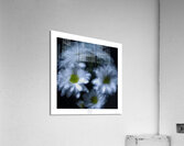 1Q8A1062 Acrylic Print