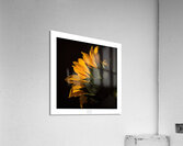 1Q8A1132 Acrylic Print