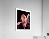 044A2841 Acrylic Print