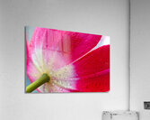 1Q8A7502 Acrylic Print