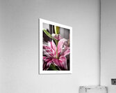 044A2829 Acrylic Print
