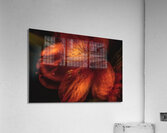 044A3446 Acrylic Print