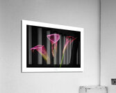 044A3655 Acrylic Print