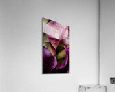 044A3800 Acrylic Print