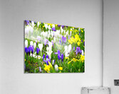 Spring Flower Meadow                                                                                                 Acrylic Print