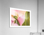 044A3885 Acrylic Print