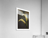 044A3944 Acrylic Print