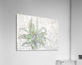 MEDUSA Acrylic Print