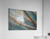 Chipping Sparrow Acrylic Print