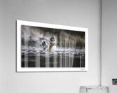 Winging Wigeon Acrylic Print