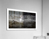 Contemplating Merganzer Acrylic Print