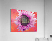 Abstract Hibiscus Sunflower Acrylic Print