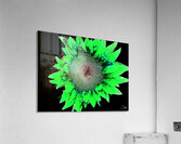 Abstract Green Neon Sunflower  Acrylic Print