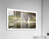 Wings of Protection  Acrylic Print