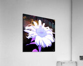 Pink Sunflower Star Acrylic Print