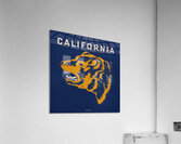 1951 Cal Bear Art Acrylic Print