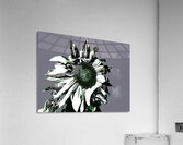 Abstract Arty Monochrome Sunflower Acrylic Print