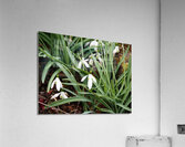  Natures Snowdrops                                                                                                                     Acrylic Print