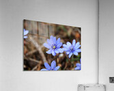 Edinburghs Blue Surprise                                                                                                                      Acrylic Print