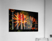 Dahlia Fire Acrylic Print