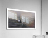 Mistery of the Ringneck Duck  Acrylic Print