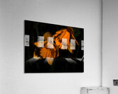 Daffodils of Spring                                                                                                                     Acrylic Print