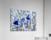Blue Surreal Daffodils                                                                                                                      Acrylic Print