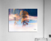 Valley Oaks Acrylic Print