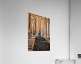 Golden Path Acrylic Print