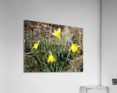  Springs Call for the Scottish Highlands                                                                                                                     Acrylic Print