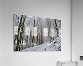 Snowy Belper Woods Acrylic Print