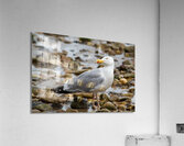 Seagull Pose Acrylic Print