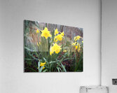 Scottish Yellow Daffodils                                                                                                                   Acrylic Print