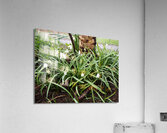 Spring Snowdrops in the Scottish Highlands                                                                                                                       Acrylic Print