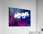 Abstract Surreal Daffodils                                                                                                                      Acrylic Print