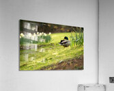 Grooming Duck Acrylic Print